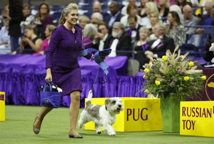 2016 Westminster Dog Show