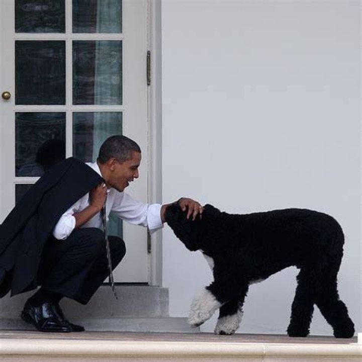 Bo greets Barack Obama as he returns to the White House