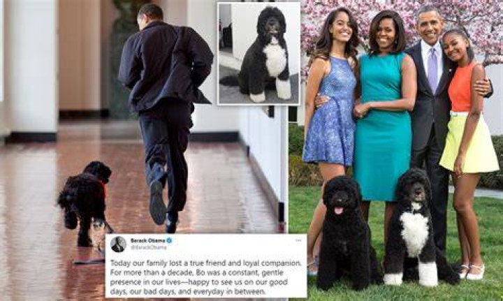 Bo Obama sits nicely with mom Michelle