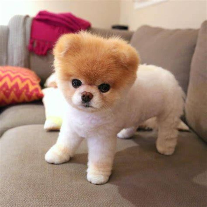 Boo The Pomeranian Dead