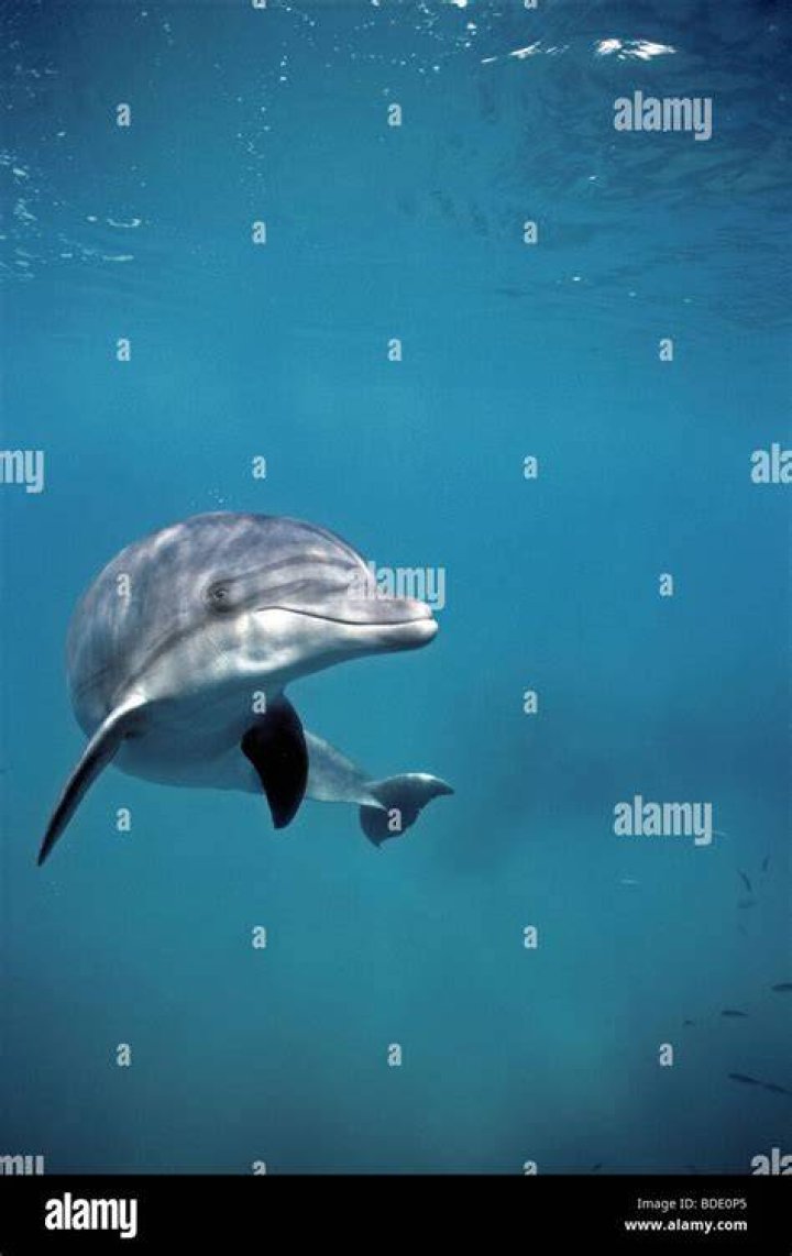 Bottlenose dolphin (Tursiops truncatus), Red Sea, Egypt VARIOUS