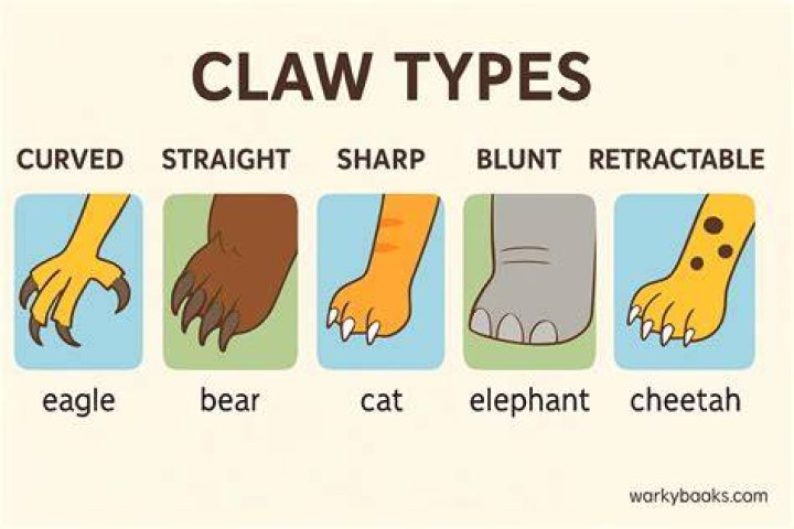 &lsquo;Claws&rsquo;