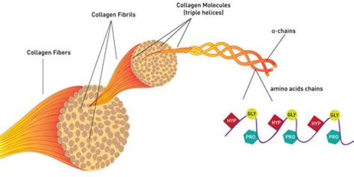 collagen