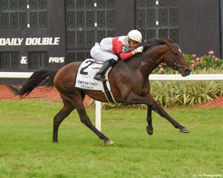 dixie-race-preakness-4-2016