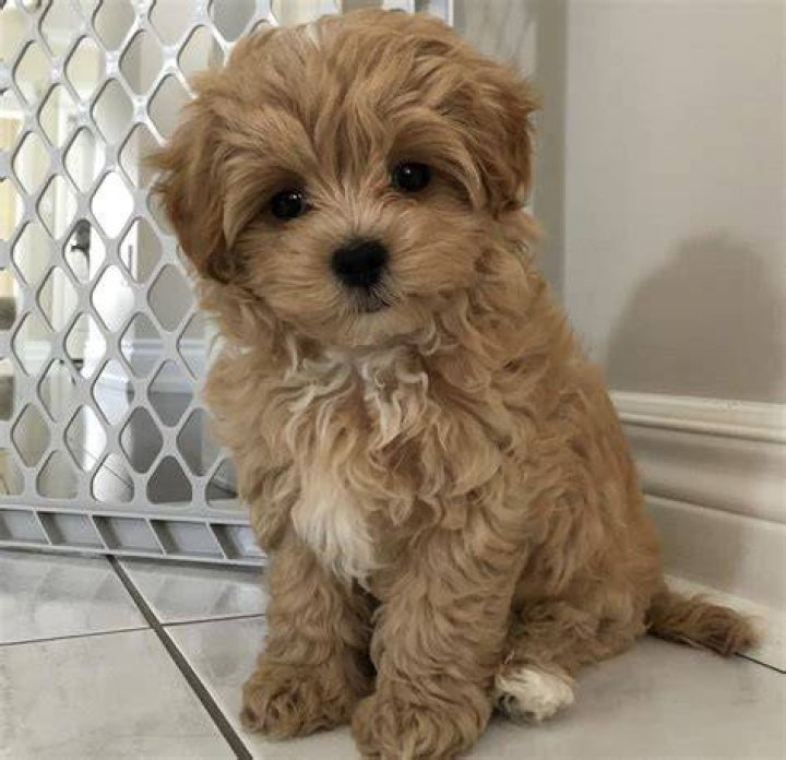 dog4