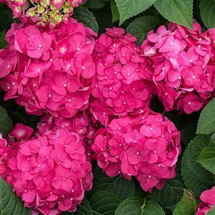 Endless Summer Riley Red Hydrangea