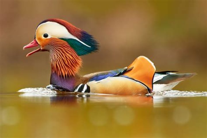 Exotic Bird