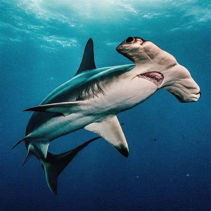 Hammerhead