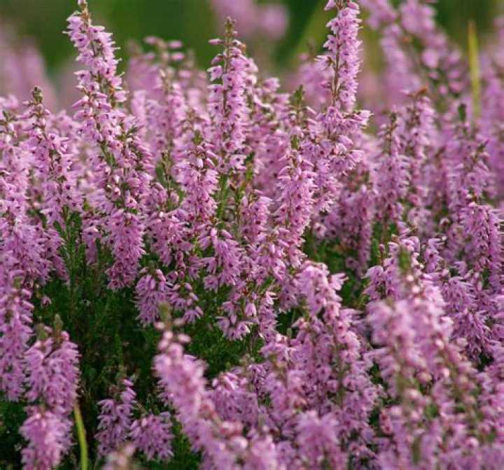 heather