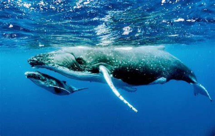 Humpback whales