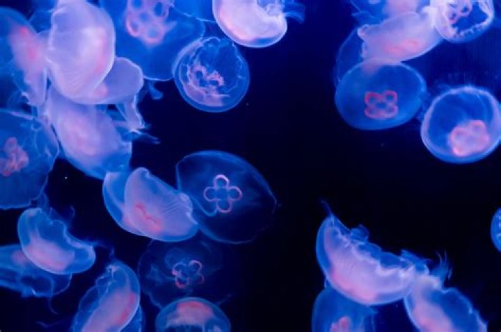 Jellyfish