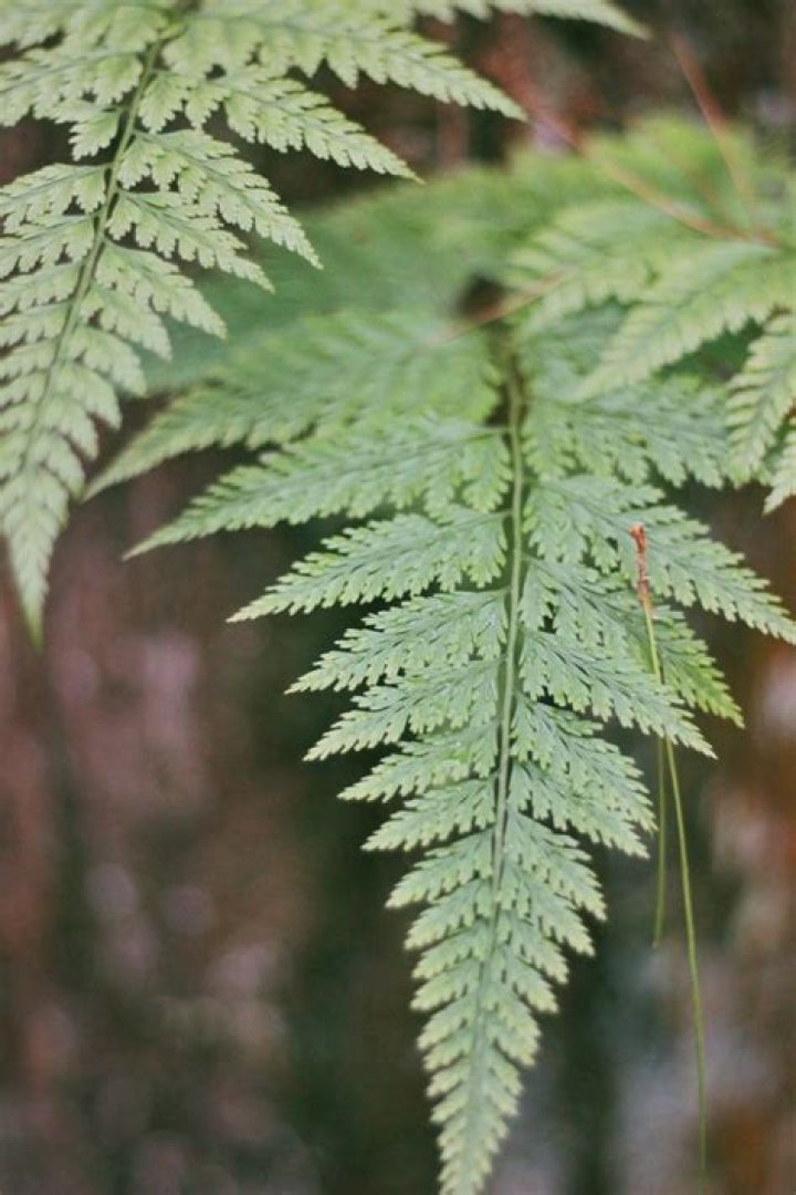 leafy