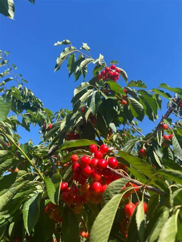 Man of the Orchard