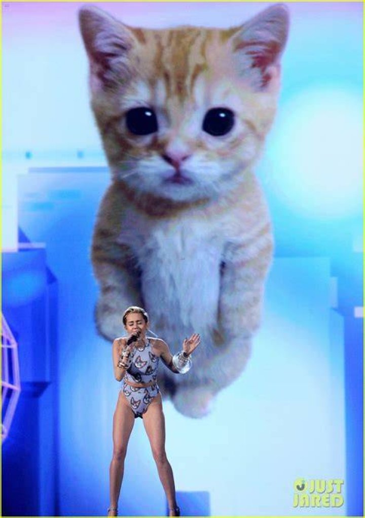 Miley Cyrus AMAs Cat