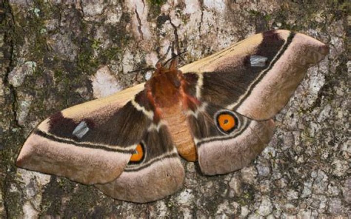 Moth