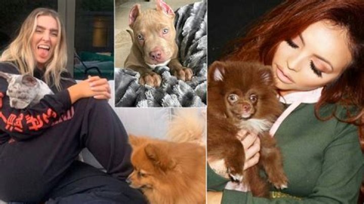Perrie Edwards Dogs