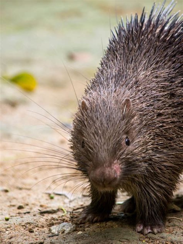 Porcupine