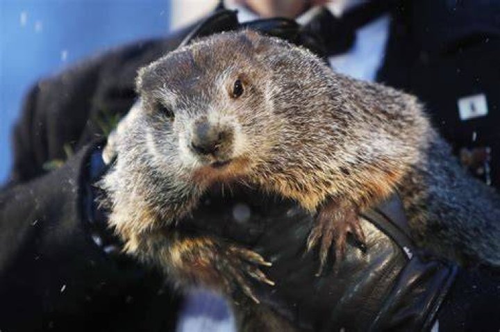 Punsxutawney Phil looks out at the crowd during the Groundhog Day celebration at Gobblers Knob in Punxsutawney, Pennsylvania, USA, 02 February, 2020. Punxsutawney Phil, the weather predicting groundhog, did not see his shadow and predicted an early spring. Punxsutawney Phil predicts the Weather on Groundhog Day, USA - 02 Feb 2020