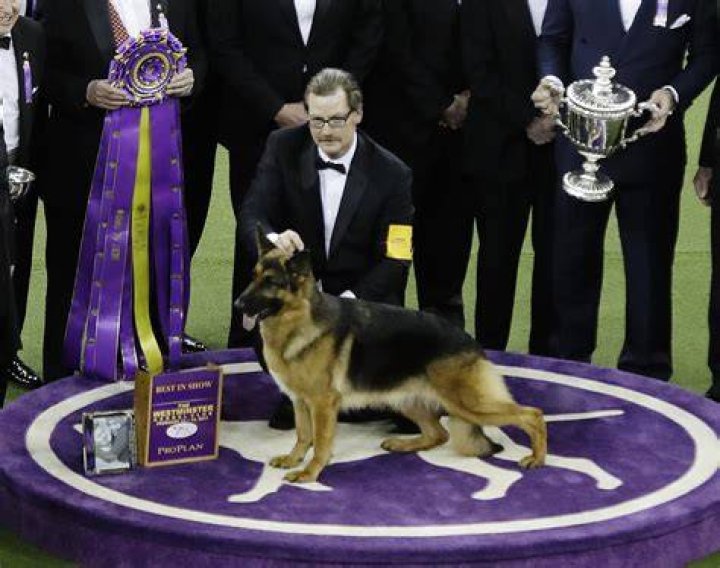 rumor-german-sheperd-best-in-show-westminster-dog-show-ftr