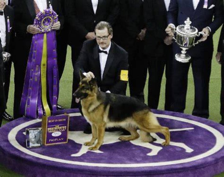 rumor german sheperd westminster dog show