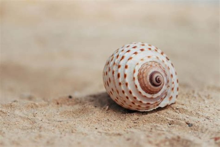 Seashell