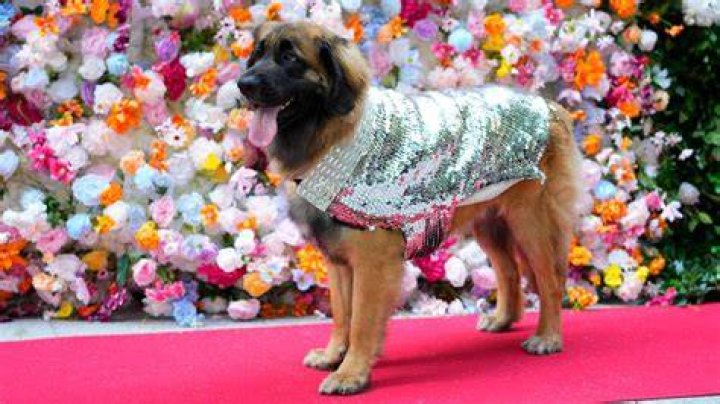 &lsquo;Show Dogs&rsquo; dog friendly gala screening, London, UK &ndash; 13 May 2018