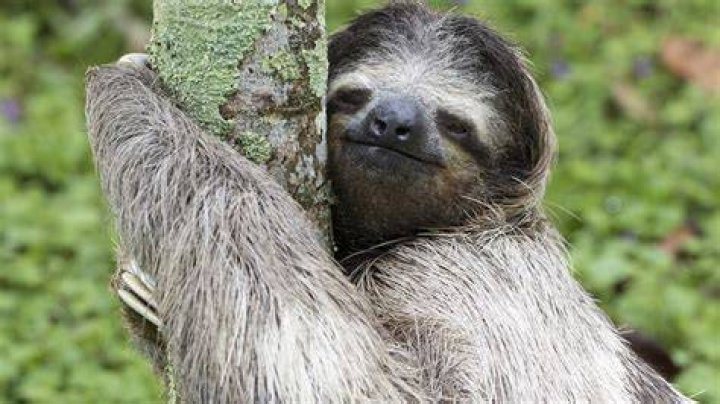 Sloth