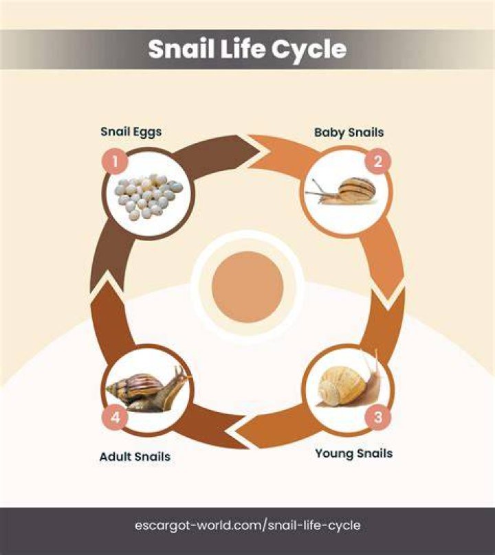 Snail