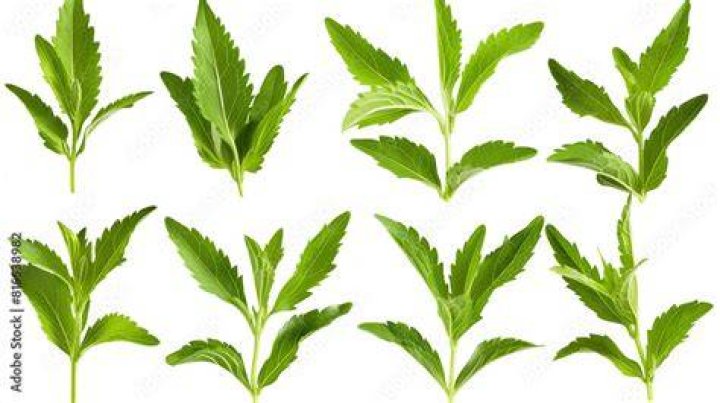 stevia
