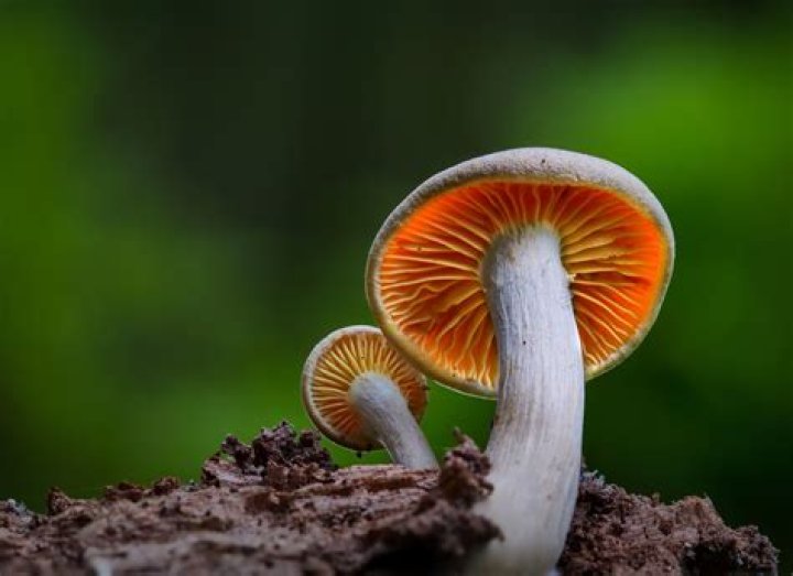The Mushroom