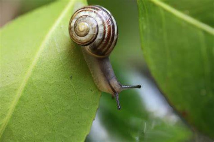 The Snail