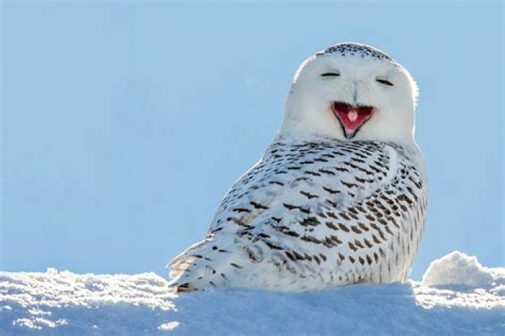 The Snow Owls