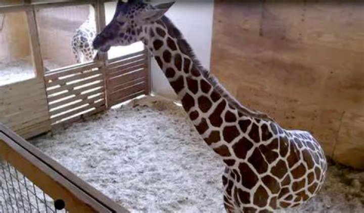 tom hiddleston april the giraffe