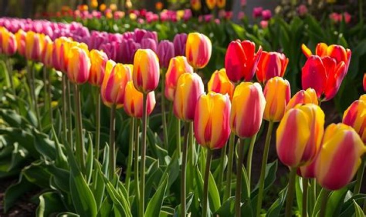 Tulip