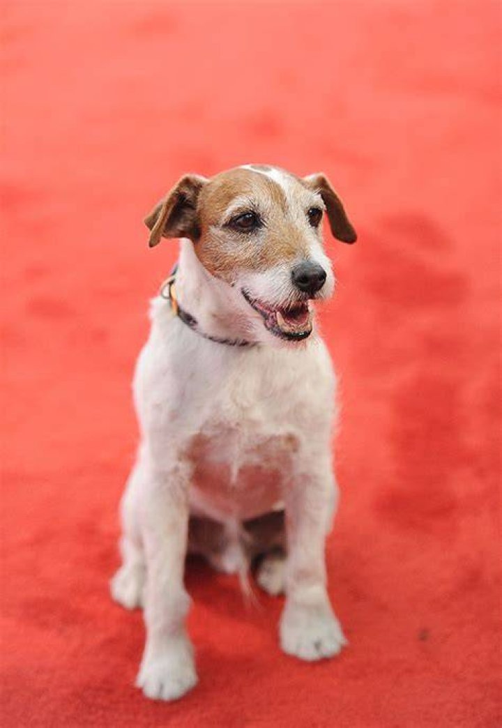 uggie-the-dog-1-gty