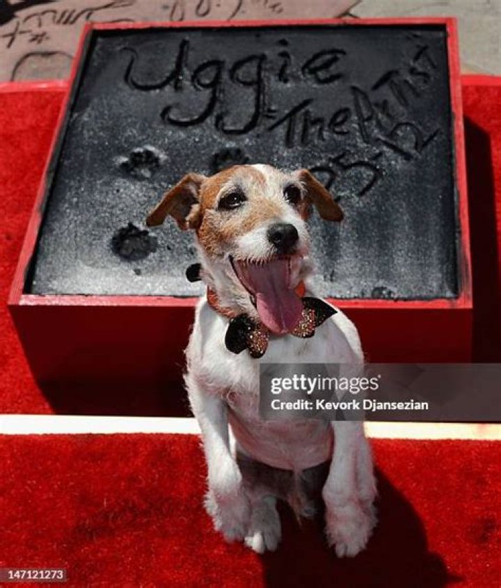 uggie-the-dog-7-gty