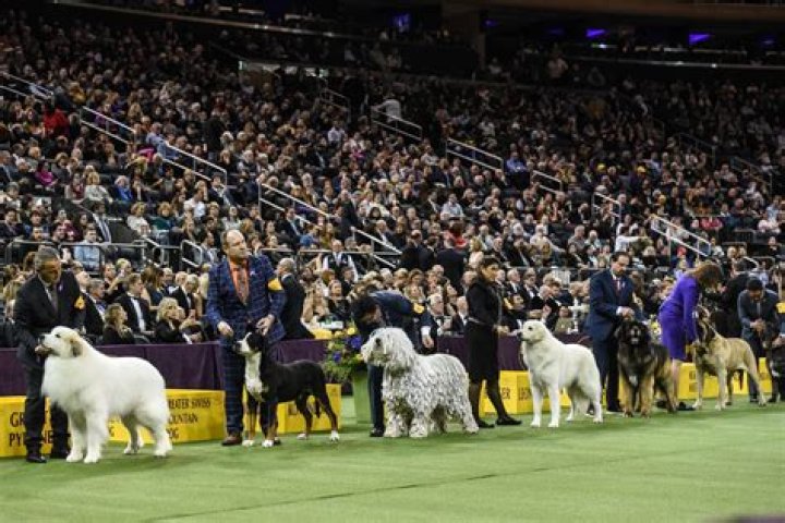 westminster-dog-show-3