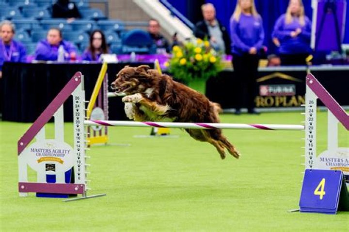 Westminster Dog Show Agility, New York, USA &ndash; 10 Feb 2018