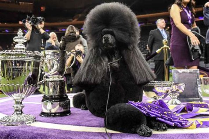 Westminster Dog Show, New York, USA &ndash; 10 Feb 2018