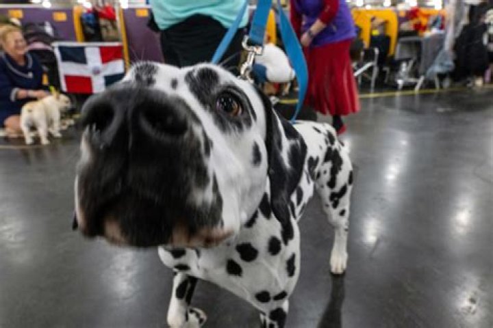 westminster-kennel-club-dog-show