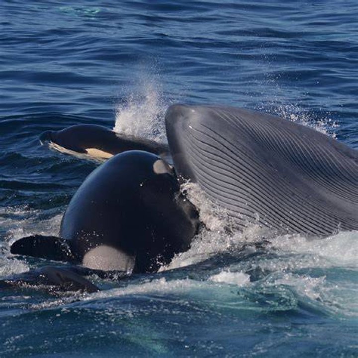 Whale
