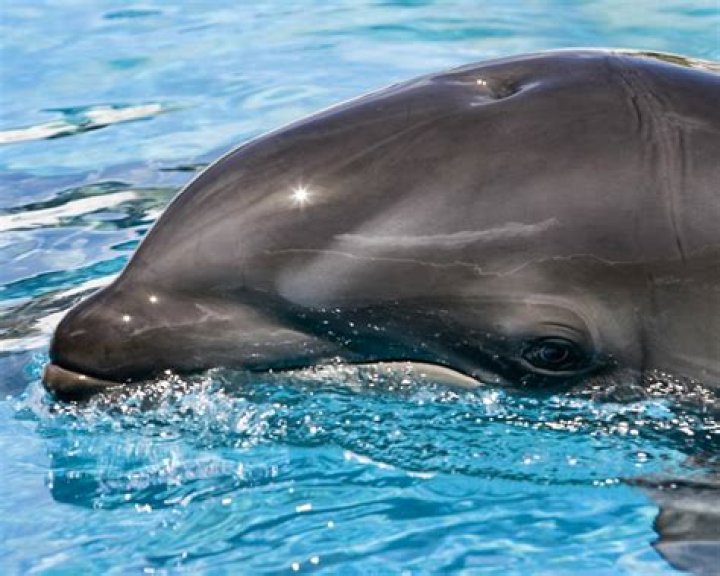 what is wholphin