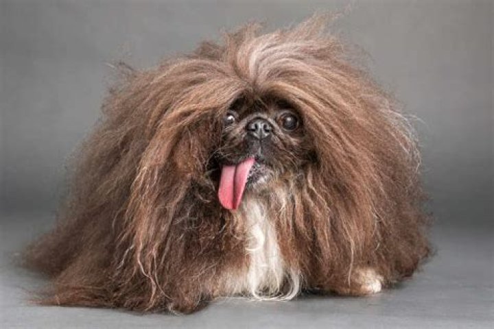 World&rsquo;s Ugliest Dog Contest